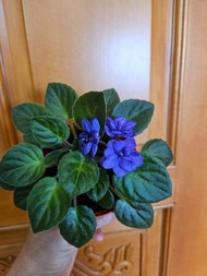 紫色非洲紫羅蘭
