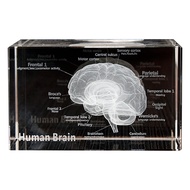 Crystal 3D Brain Anatomical Model Cube Human Art Organ Paperweight Science Gift Souvenir Home Decora