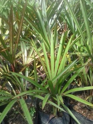 (*-*) Bibit Tanaman Hias Palem Anggur Merah 30Cm (-_-)