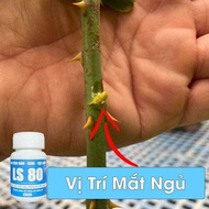 Keo kích chồi LS 80 bôi ở đâu mọc chồi ở đó tái tạo tàn bị khuyết cho cây bon sai hoa kiểng mai vàng