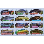 Channa fish stickers 10 lbr