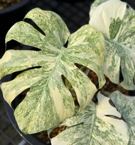 Bonggol monstera king legacy - bonggol tanaman hias monstera-tanaman hidup-bunga hidup-bunga hidup m