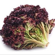 100 เมล็ด เมล็ดพันธุ์ ผักสลัด ผักกาดหอม Lettuce Seeds
