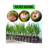 BIBIT KELAPA WULUNG GENJAH - BIBIT KELAPA WULUNG - KELAPA SABUT MERAH - BIBIT KELAPA SABUT MERAH