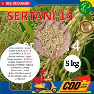 100%Ori Benih Padi Sertani 14 Bibit Padi Unggul (5Kg) [Stok Ready]