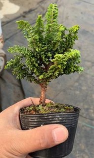 日本種石化檜高身(參考圖1高度)限日特賣@$550/棵