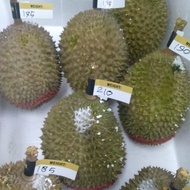 Durian Musang King Malaysia Utuh