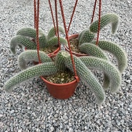 GPS Green Plant Society Live Cactus Hanging Cleistocactus colademononis Monkey Tail 猴尾柱 仙人掌 P105