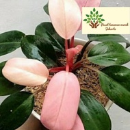 tanaman hias philodendron pink princess / pilho dendron pink congo toko bunga tanaman & buah dekorat