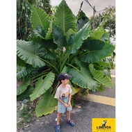 Pokok keladi telinga gajah Keladi Gajah allocasia