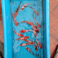 Bibit ikan koi blitar 10 12 cm Grade a (=)