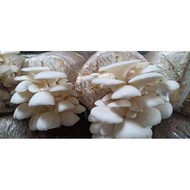 Baglog jamur tiram putih/bibit jamur tiram f3/benih jamur