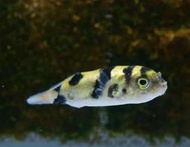 【成崧水族】南美娃娃魚 狗頭娃娃 南美娃娃 河豚