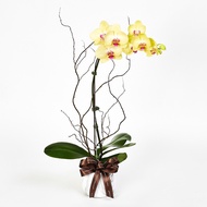 FarEastFlora.com - Yellow Phalaenopsis - Poise - LE01