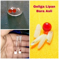 Sebiji Permata Geliga Lipan Bara (sebiji) ASLI POWER