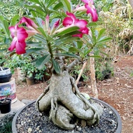 Kamboja Jepang Bonsai(Adenium)