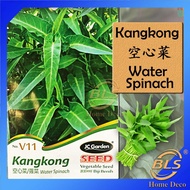 V11 WATER SPINACH JC GARDEN VEGETABLE SEED BIJI BENIH KANGKONG 空心菜/蕹菜种子