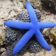 ikan hias air laut - bintang laut biru