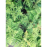 outdoor plant-Hong Kong pine/araucaria heterophylla 14 inch