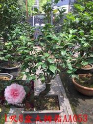 【盛宏茶花】茶花品種︱AA級大型優質茶花盆栽︱1呎8吋盆︱大拇指AA053(請自取)