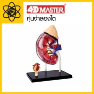 4D Vision 4D Kidney Simulator