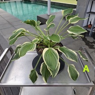 Hosta - Asparagaceae Live Indoor Plant Pokok Tanaman Hiasan