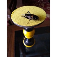 Garut fighting cricket / necklace cricket / masteran cricket / cricket - Sound, M fighting