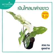 เงินไหลมาด่างขาว  กระถาง 3 นิ้ว  Syngonium podophyllum ต้นไม้ฟอกอากาศ ต้นไม้ในร่ม ต้นไม้ plant ไม้ด่าง