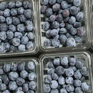 blueberry Buah Segar Blueberry Blueberries Fresh Per Pack