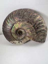 彩虹色斑彩螺  原皮斑彩螺