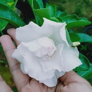 ADENIUM THAI PUTIH(UBI BESAR)