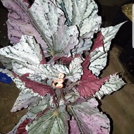 tanaman hias bunga begonia silver rex jolly
