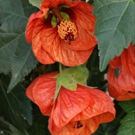 เมล็ดพันธุ์ Home Garden Seeds ชบาโคม Ablution Hybridum Bellevue Maple 20 เมล็ด เมล็ดพันธุ์ Home Gard