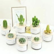 Cactus Potted Plant Succulent Plant Cactus Small Potted Plant Indoor Flowering Good Raising Green Pl