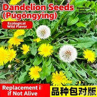 10000seeds Dandelion seeds, wild edible vegetable seeds, four-season wild vegetable seeds, dandelion