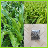 ☋ ▬ Maramais Seeds Per Pack
