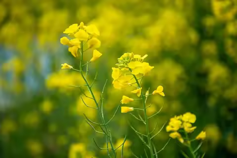 JJRC H107 Mini RC Drone-4K/8K UHD Camera,FPV WiFi Live Transmission,Altitude Hold & 3D Flip, 2.4G Re