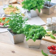 【福利品特賣】Delish Garden 美式鐵盒自培盆栽 / 薄荷