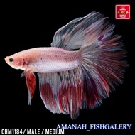 Cupang Hias Halfmoon Pink Red Betta Fish Halfmoon CHM1184