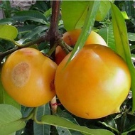 Buah Mundu Segar Asli - Buah Apel Jawa 1 Kg