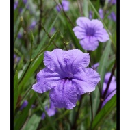 Pokok Ruellia Purple