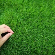 BERMUDA GRASS SEEDS (300 seeds) - Green Grass Seeds for Planting Gardening
