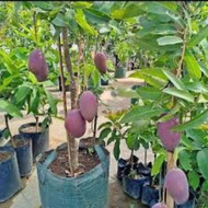Mangga Irwin Hybrid Thai
