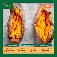 Ubi Madu Cilembu Oven [ Sudah Matang ] - Ubi Cilembu Asli Oven Sudah Matang Murah 1 Kg
