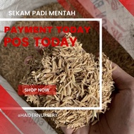 Sekam Padi Mentah / Sekam Padi Murah