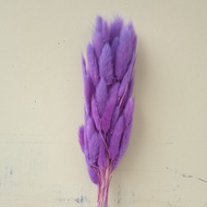 bunga kering lagurus, lagurus ungu, bunga lagurus ungu, bunny tail