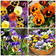 Malaysia Ready Stock 100pcs Pansy Mix Seeds Balcony Potted Courtyard Garden Plants Flower Seed Bonsai Plants Pokok Bunga Hidup Air Plants Live Benih Bunga Plants Indoor Gardening Deco Benih Sayur Sayuran Benih Pokok Garden DIY plants