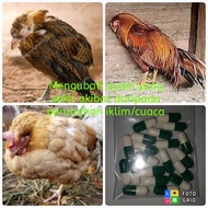 Chicken sick due to the clim change of the/cuaca