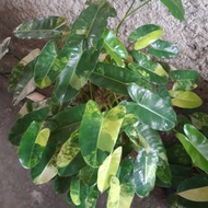 Philodendron Burle Marx Variegata (Indukan) Terlaris