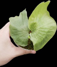 女王 女王鹿角蕨 P.Wandae